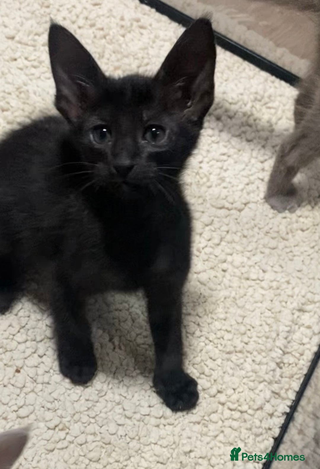 Oriental cats for sale: Oriental kittens  - Advert 9