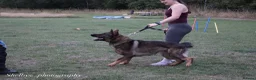 German Shepherd dogs for stud: Stud Available  - Advert 2