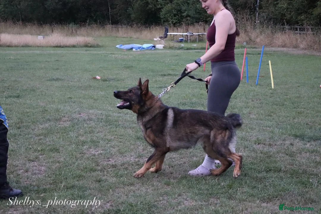 German Shepherd dogs for stud: Stud Available  - Advert 2