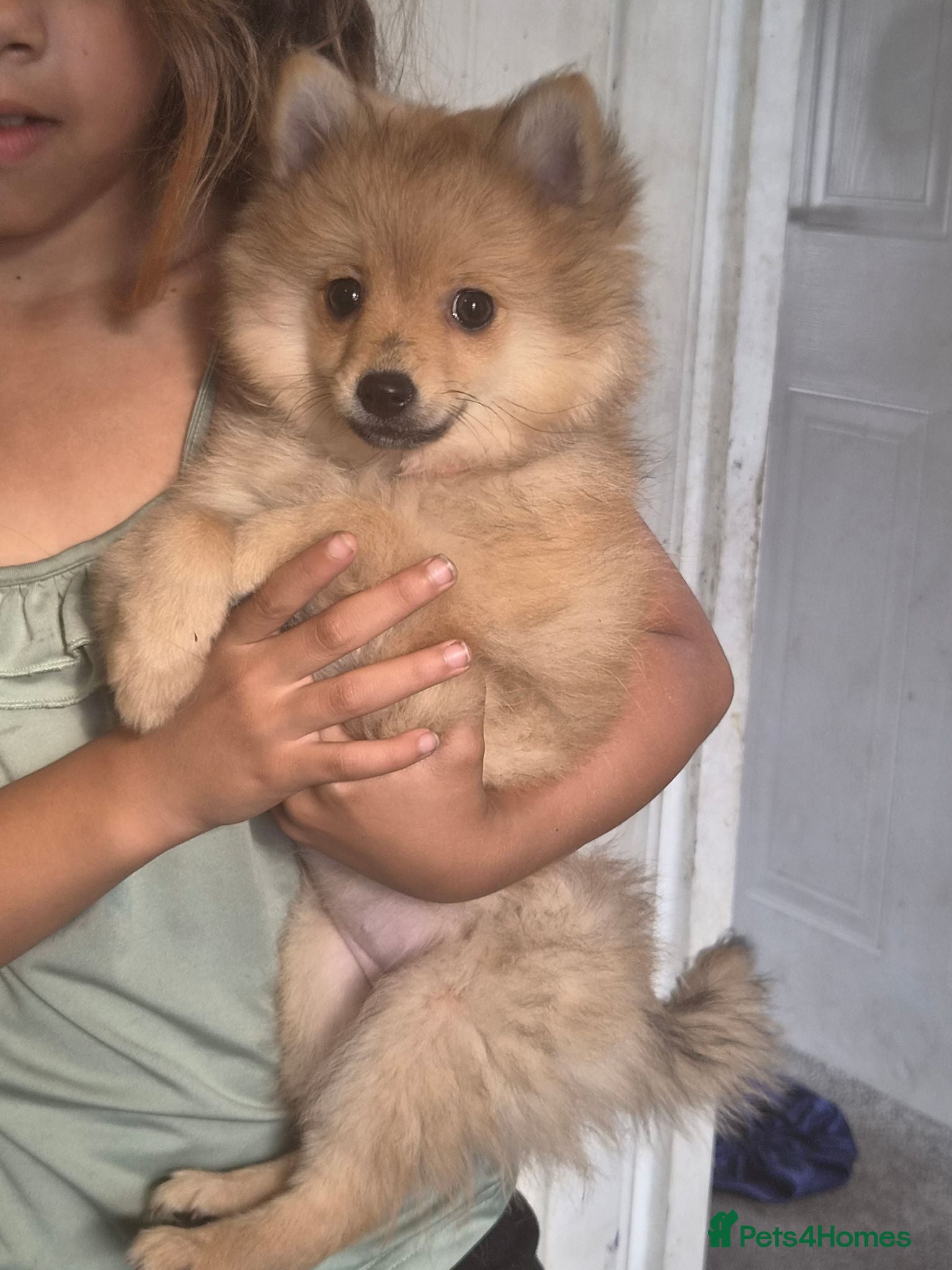 Mixed Breed dogs Beautiful 3/4 Pomeranian/ 1/4 German Spitz Puppy - Advert 20