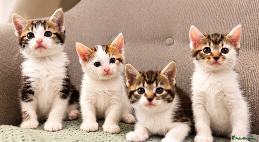 Mixed Breed cats Beautiful Kittens + FREE STARTER PACK ♥️ - Advert 4
