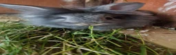 Mixed Breed rabbits for sale: Adorable Baby Rabbits Looking for a Forever Home - Advert 4