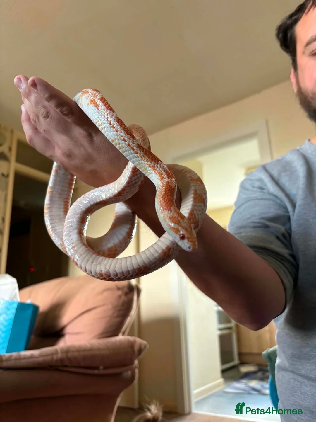 Corn Snake reptiles for sale: Male Amel corn snake & 4ft black vivarium  in Barry - Advert 2