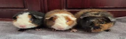 Guinea Pig rodents for sale: Teddy Baby Boar Guinea pigs - Advert 5
