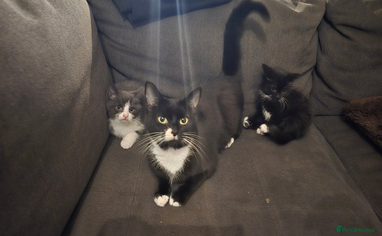 Domestic Shorthair cats - Advert 4