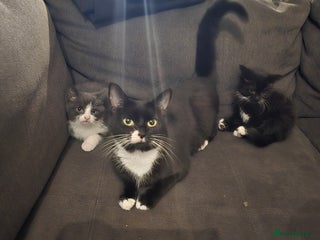 Domestic Shorthair cats - Advert 40