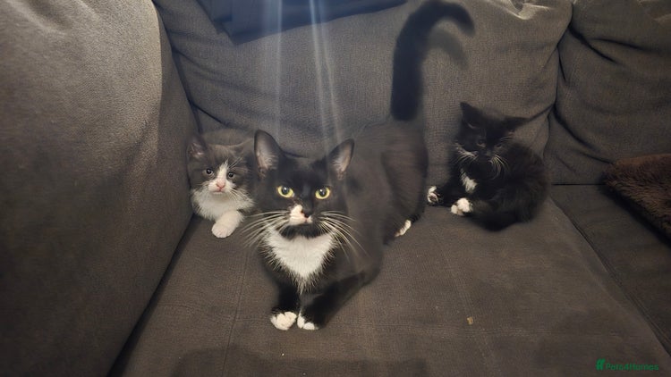 Domestic Shorthair cats - Advert 11