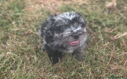 Mixed Breed dogs for sale: Froodle pups - Image 1