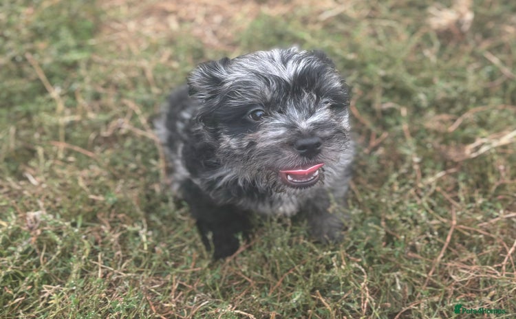 Mixed Breed dogs - Advert 1