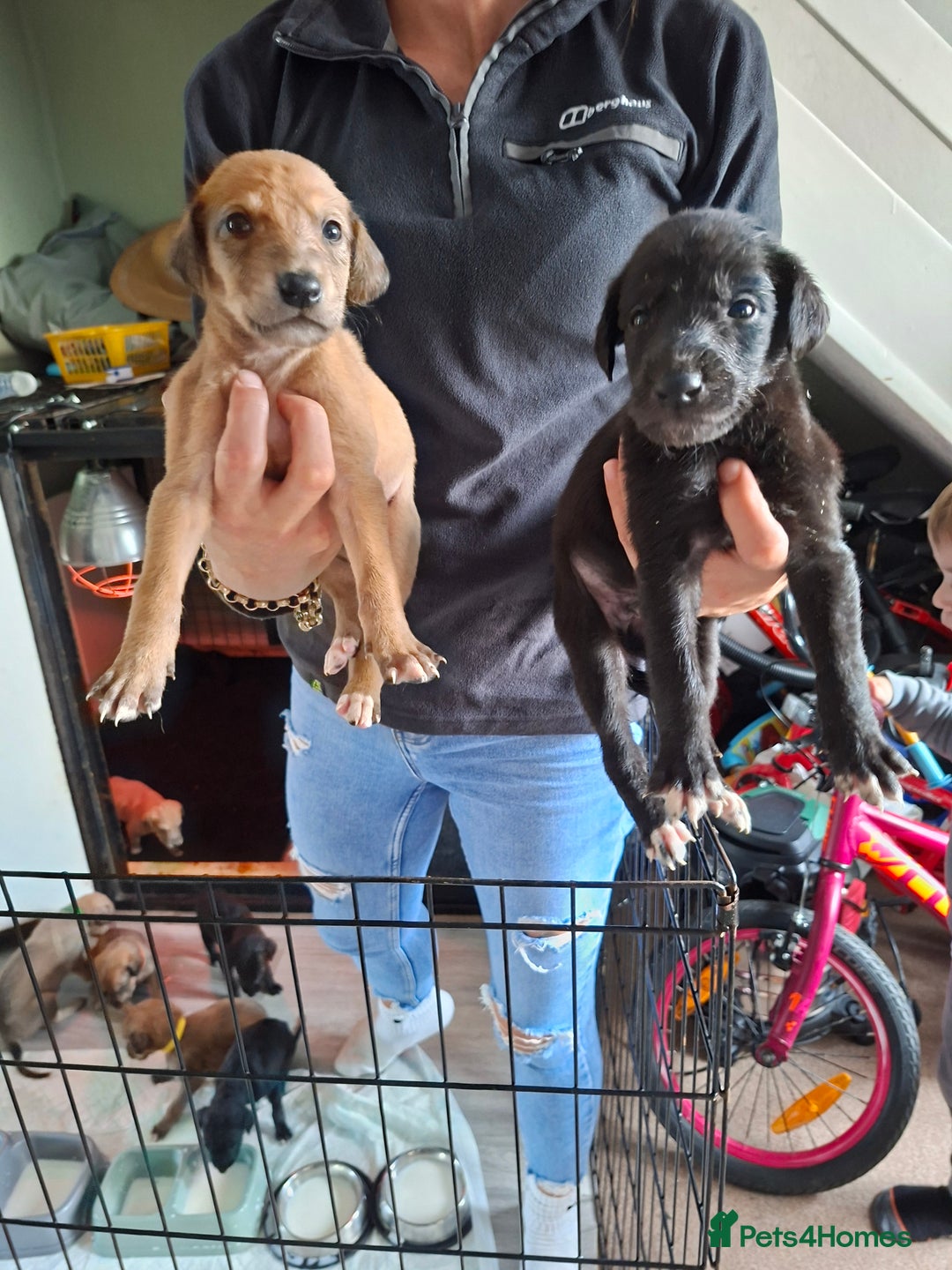 Mixed Breed dogs for sale: Saluki/lurcher puppys  - Image 2