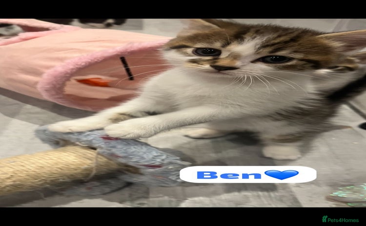 Mixed Breed cats - Advert 15