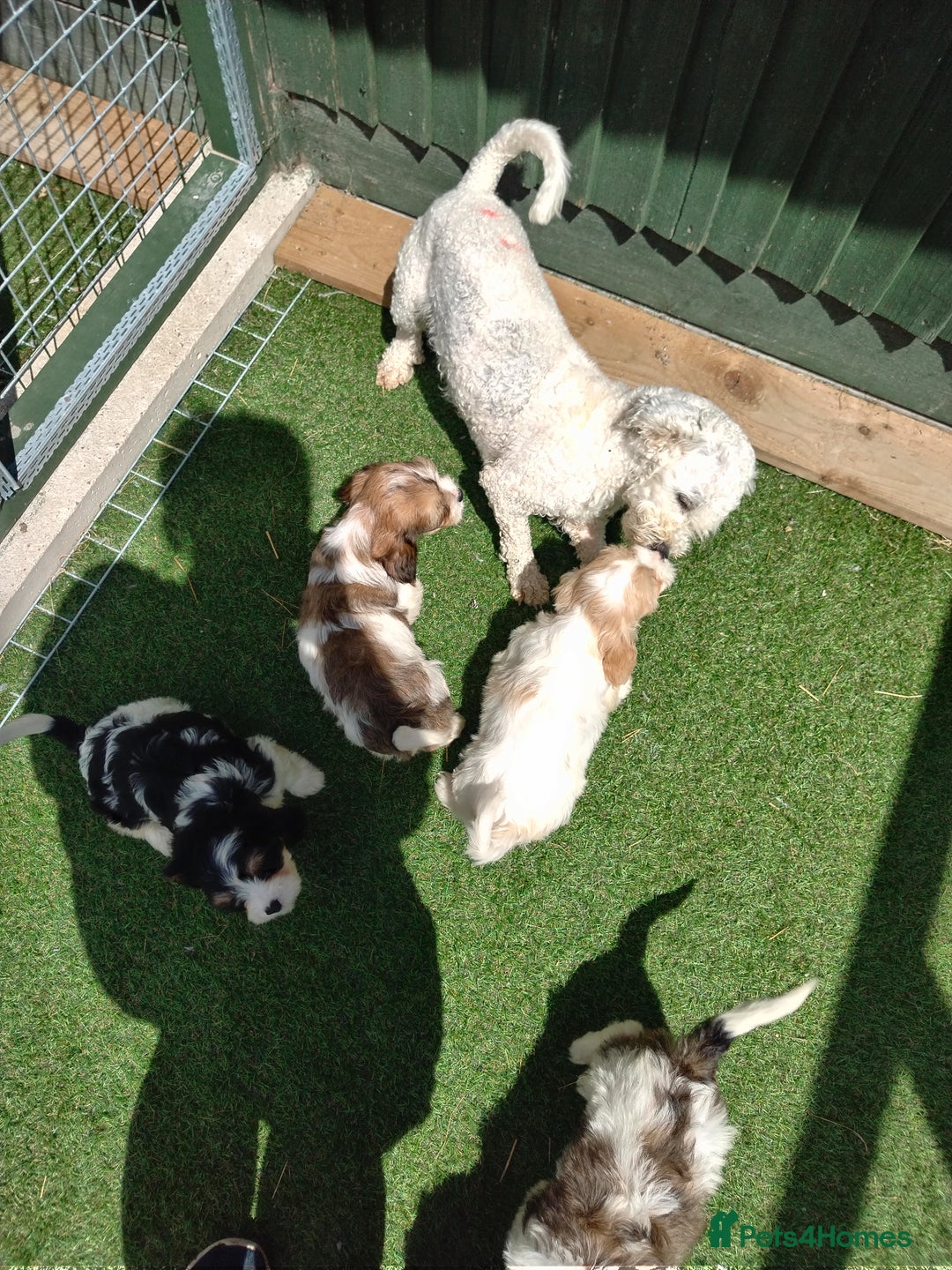 Cavachon dogs for sale: Beautiful F1 cavachons  - Image 12