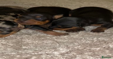 Miniature Pinscher dogs Gorgeous Rare miniature pinscher puppies for sale - Advert 8