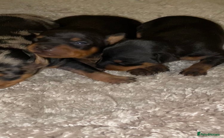 Miniature Pinscher dogs Gorgeous Rare miniature pinscher puppies for sale - Advert 4