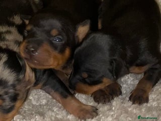 Miniature Pinscher dogs Gorgeous Rare miniature pinscher puppies for sale - Advert 4