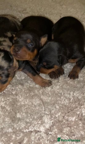 Miniature Pinscher dogs Gorgeous Rare miniature pinscher puppies for sale - Advert 4