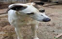 Lurcher dogs for adoption: JESS 3yr old Lurcher in Cardigan - Image 1