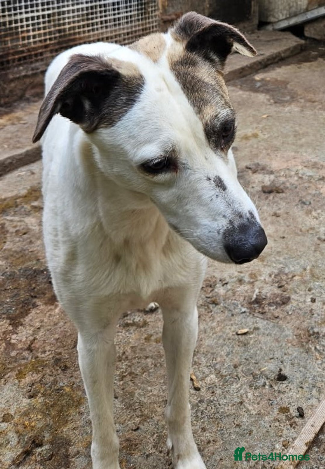 Lurcher dogs for adoption: JESS 3yr old Lurcher in Cardigan - Image 1