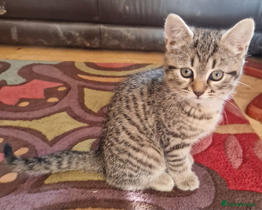 Ragdoll cats for sale: Ragdoll x Egyptian Mau - Advert 7