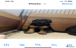 German Shepherd dogs for sale: Gorgeous German shepherd puppies - Image 9