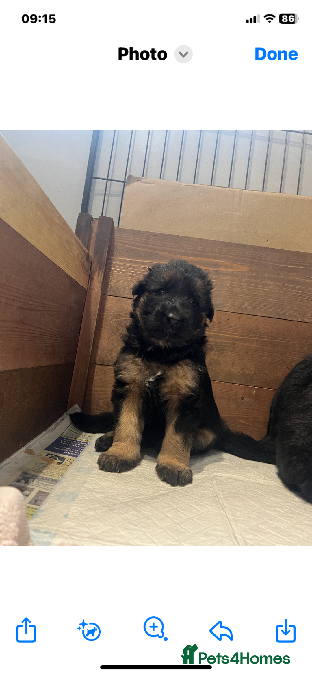 German Shepherd dogs for sale: Gorgeous German shepherd puppies - Image 9