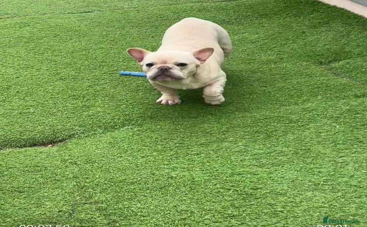 French Bulldog dogs - Advert 13