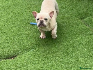 French Bulldog dogs - Advert 12