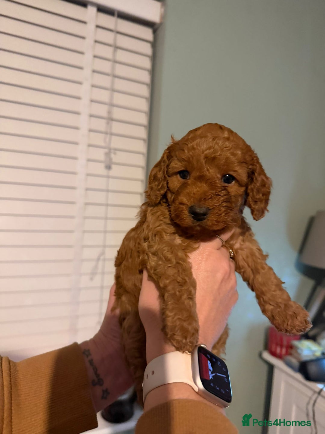 Cockapoo dogs for sale: 6 gorgeous Cockapoo puppies for sale  - Advert 12