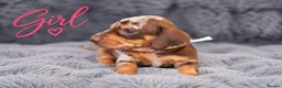 Miniature Dachshund dogs for sale: ❤️KC registered 8 Miniature Dachshund Puppies ❤️ - Advert 19