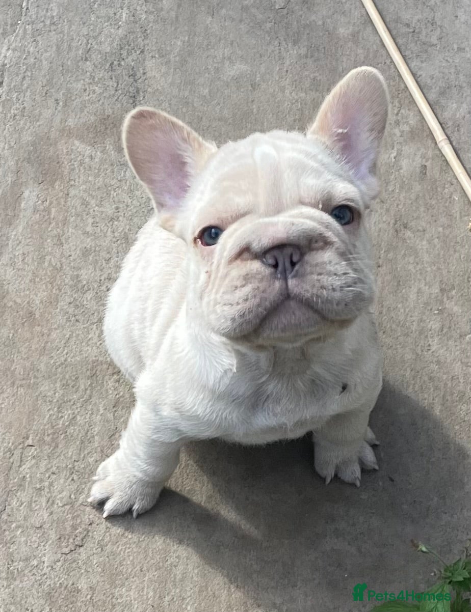 French Bulldog dogs QUALITY HEALTH TESTED FRENCH BULLDOG PUPPIES  - Advert 13