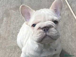 French Bulldog dogs QUALITY HEALTH TESTED FRENCH BULLDOG PUPPIES - Advert 13