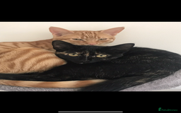 Domestic Shorthair cats for sale: Urgently needing re-homing  - Image 8