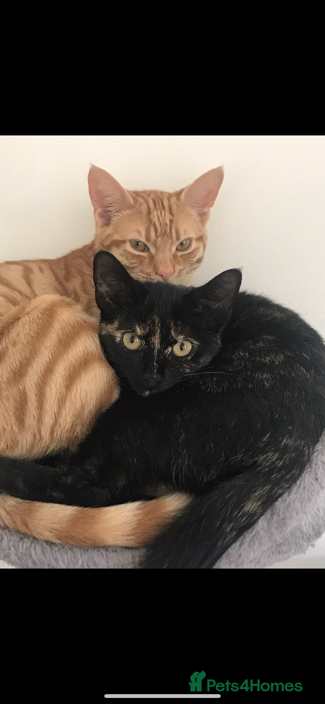 Domestic Shorthair cats for sale: Urgently needing re-homing  - Image 8