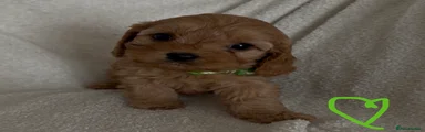 3. Green collar
