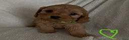 Cavapoo dogs for sale: F1 Cavapoo Puppies. 2 Boys 3 Girls 🐶🐾 - Advert 10