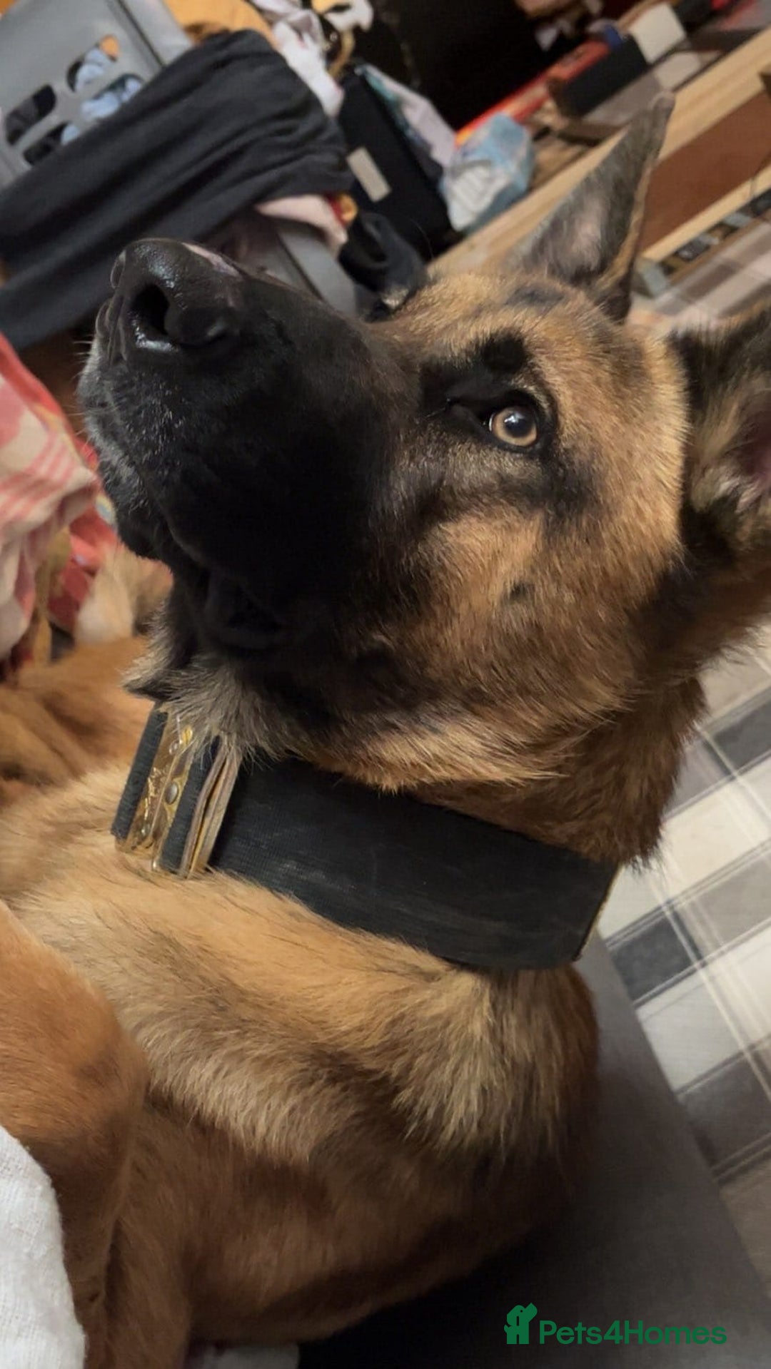 Mixed Breed dogs for sale: Akita/German shepherd  - Image 1