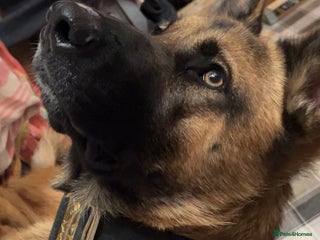 Mixed Breed dogs - Advert 2