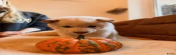 Japanese Shiba Inu dogs for sale: Kennel club registered Shiba Inu puppies  - Advert 9