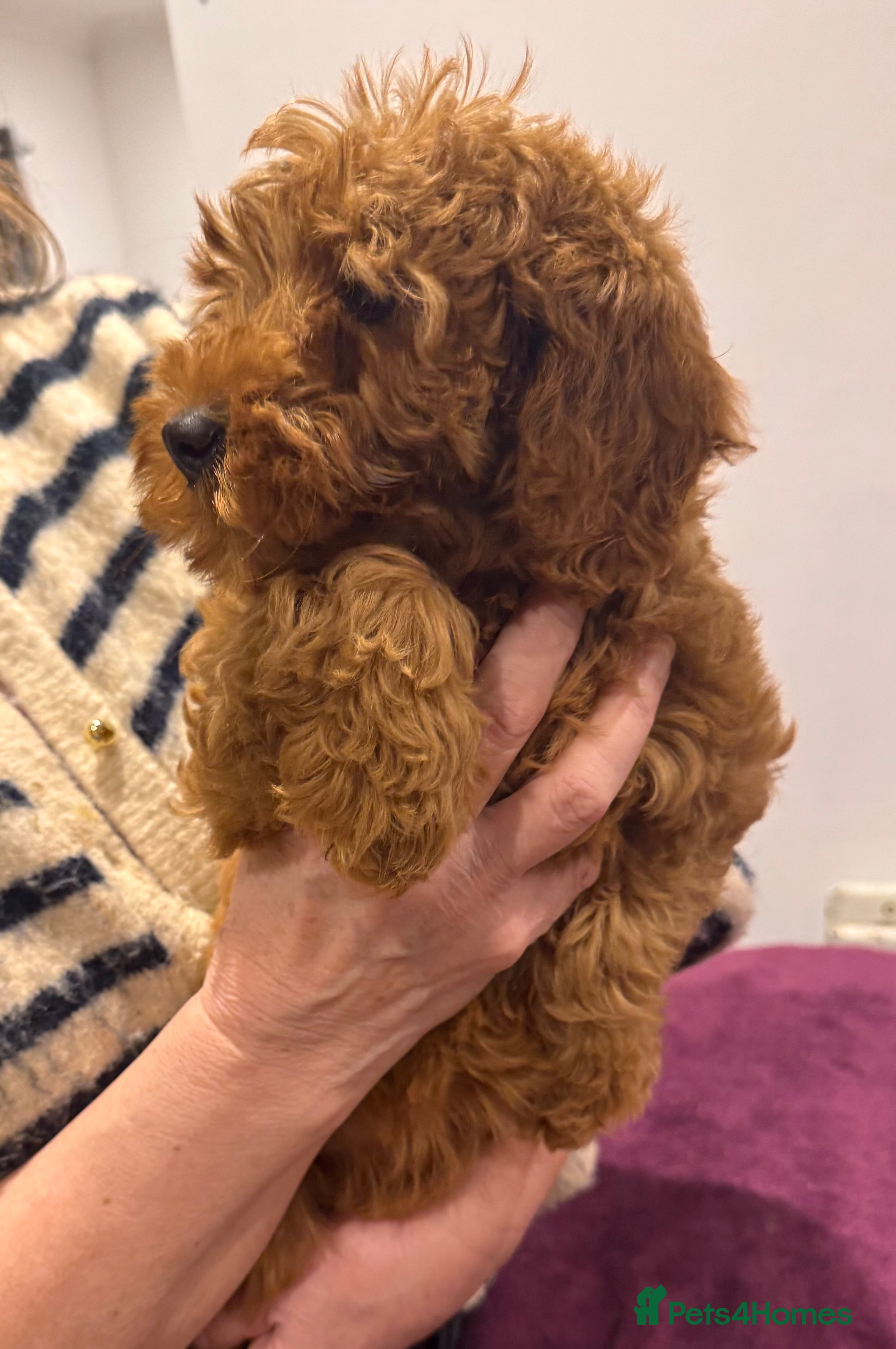 Cockapoo dogs SMALL COCKAPOO PUPPIES REDS APRICOT GOLDENS - Advert 4