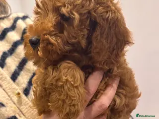 Cockapoo dogs SMALL COCKAPOO PUPPIES REDS APRICOT GOLDENS - Advert 4