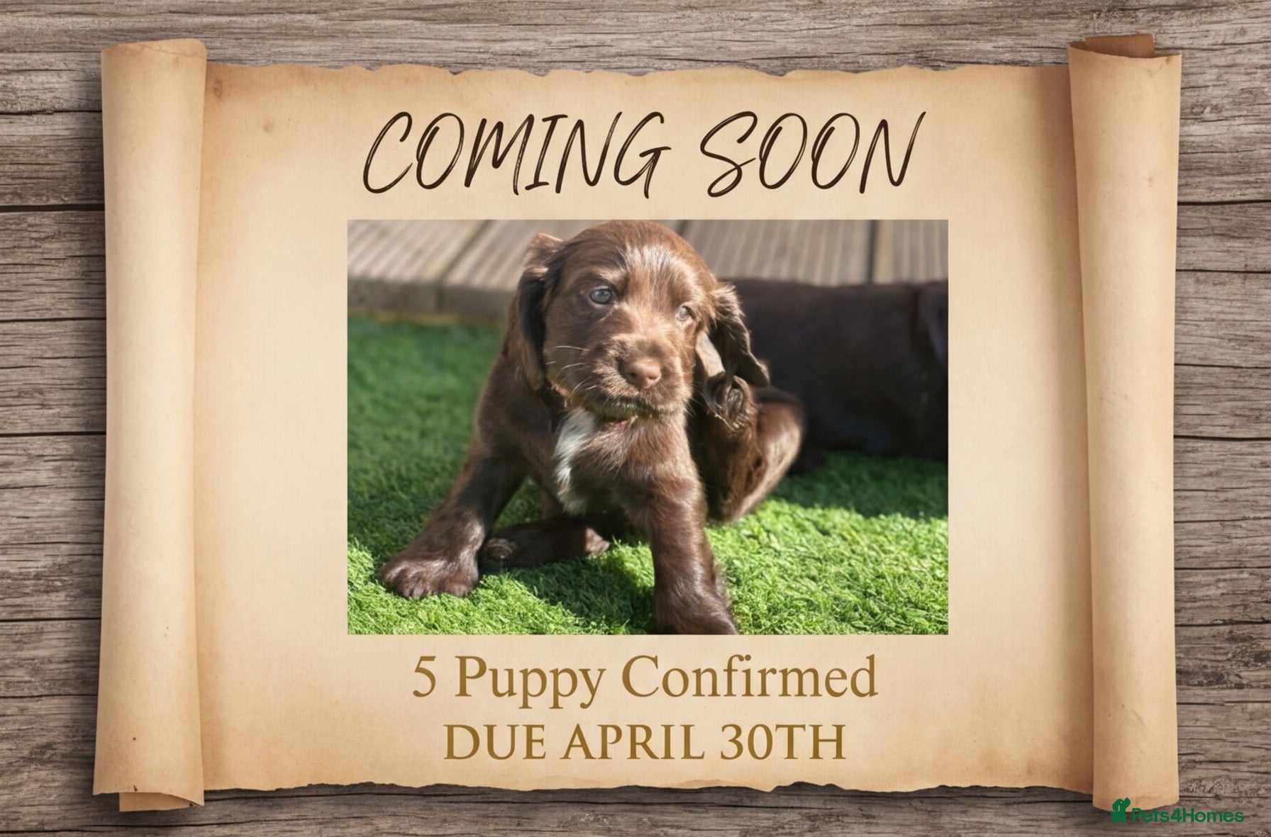 Cocker Spaniel dogs Our Next Adventure Begins April 30th! 📣 - Advert 1