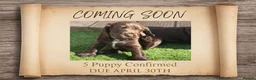 Cocker Spaniel dogs for sale: Our Next Adventure Begins April 30th! 📣 - Advert 1