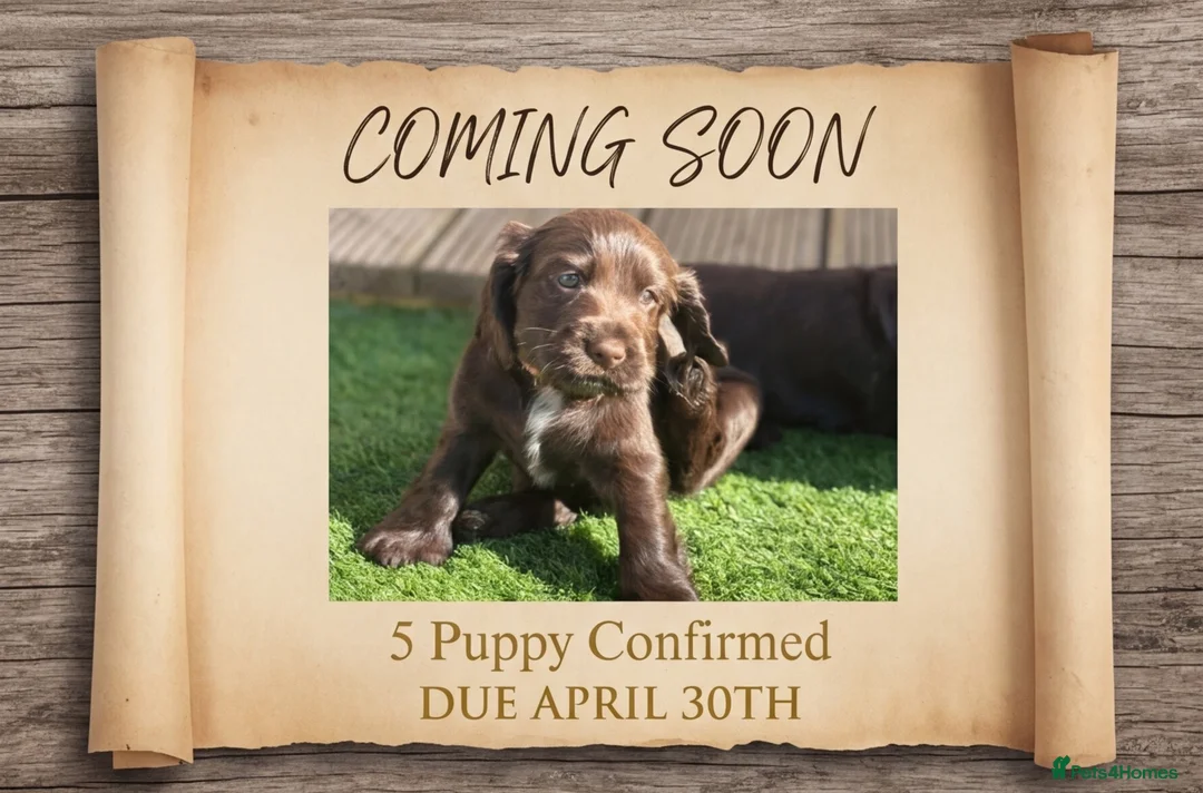 Cocker Spaniel dogs for sale: Our Next Adventure Begins April 30th! 📣 - Advert 1