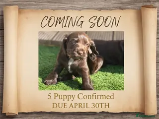 Cocker Spaniel dogs Our Next Adventure Begins April 30th! 📣 - Advert 1