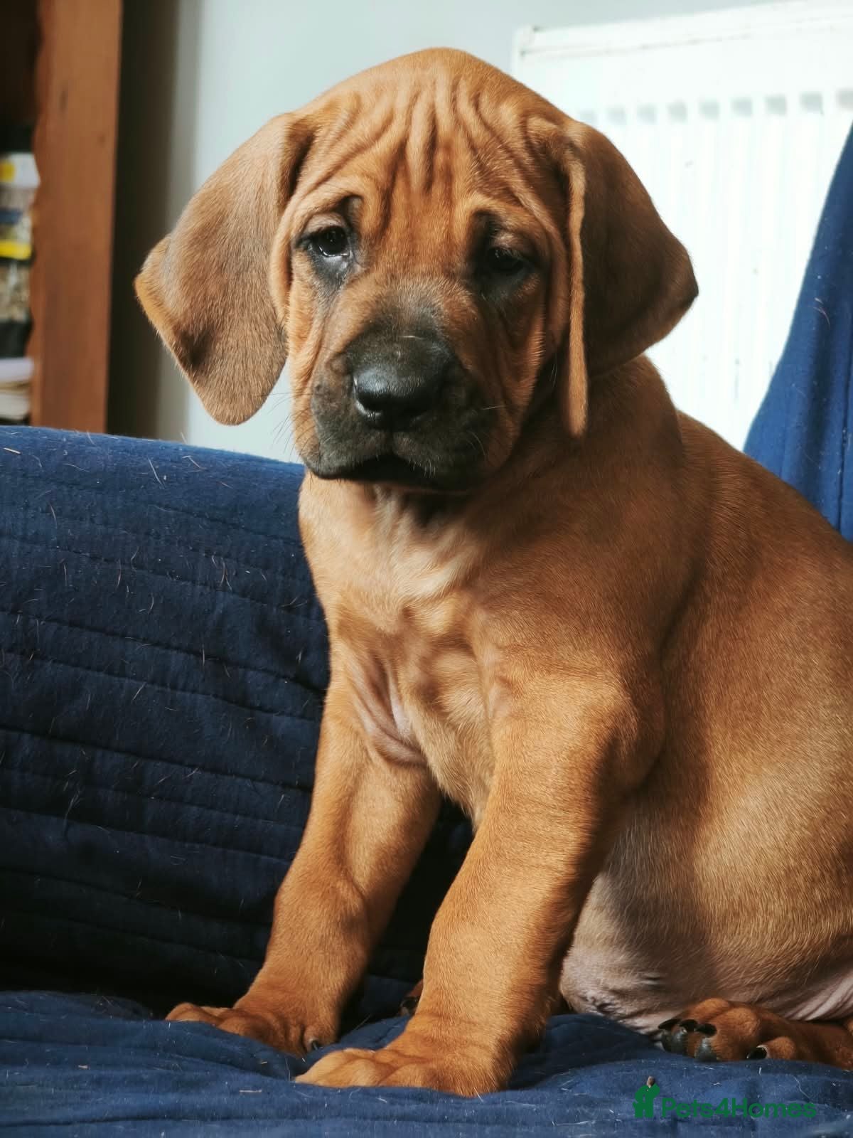 Rhodesian Ridgeback dogs 🐾Gorgeous no ridge ridgeback pups 🩵🩷 - Advert 4