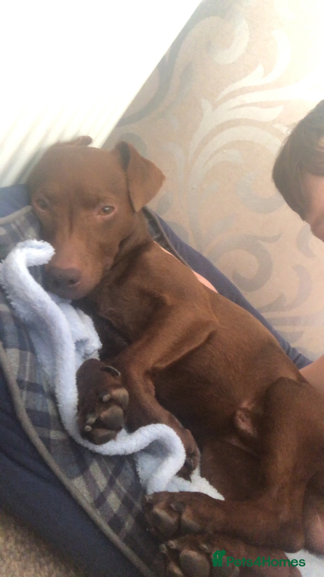 Patterdale Terrier dogs for stud: Chocolate patterdale terrier  - Advert 3