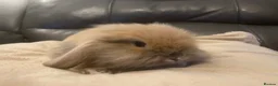 Mini Lop rabbits for sale: Mini lop litter. *Fantastic temperaments* - Advert 4