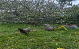 Chickens poultry for sale: Plymouth Rock cockerel free - Image 3