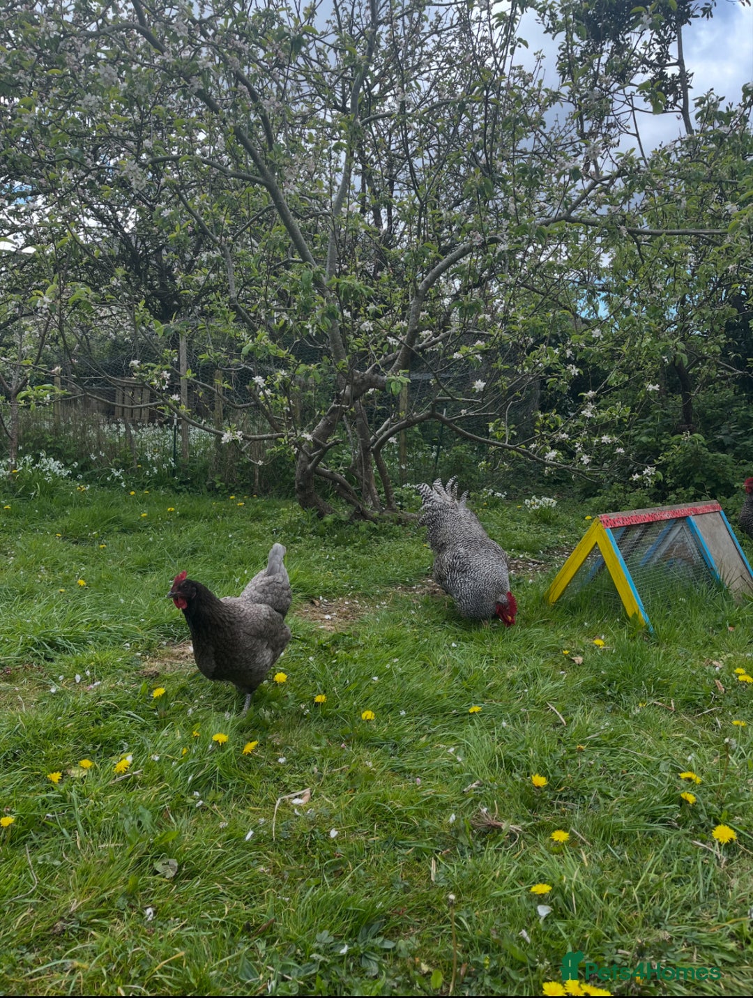 Chickens poultry for sale: Plymouth Rock cockerel free - Image 3