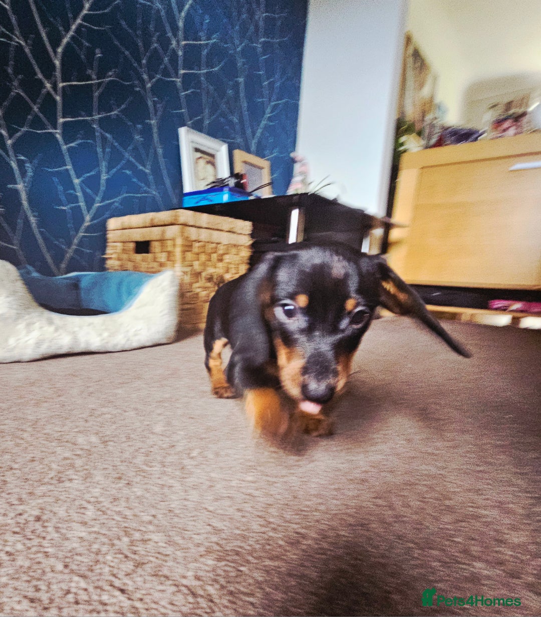 Dachshund dogs for sale: Last Gorgeous Playful Dachshund Pup – Ready to Go - Image 11